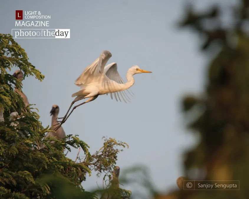 The Giant Leap by Sanjoy Sengupta