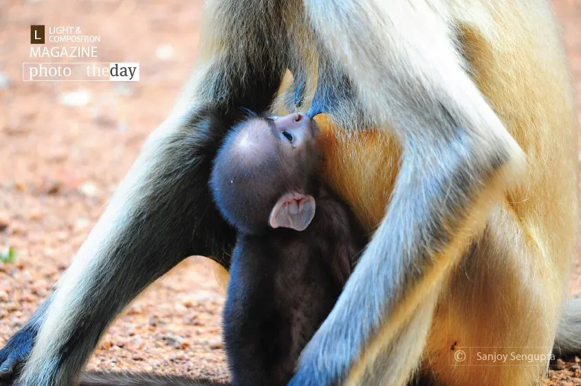 Mother’s Care by Sanjoy Sengupta