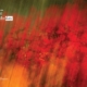 Canvas of Colors, by Dawid Theron