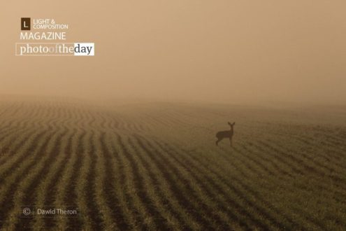 Lost, by Dawid Theron - Nature Photography, Photography Awards, Photo of the Day, Fine Art Photography, Wildlife Photography