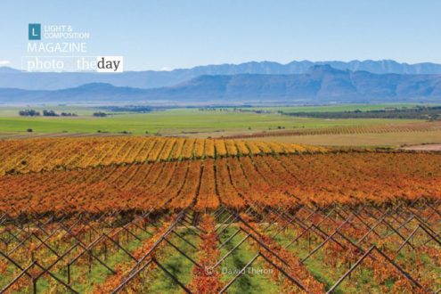Autumn Vineyards, by Dawid Theron - Nature Photography, Photography Award, Photo of the Day, Art Photography, Fine Art Photography