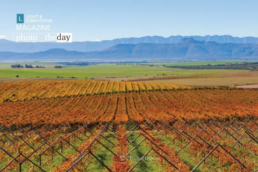 Autumn Vineyards by Dawid Theron