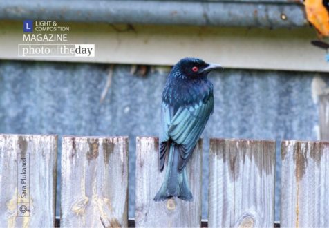 On The Fence, by Sara Plukaard - Wildlife Photography, Photo of the Day, Photography Award, Nature Photography, Art Photography