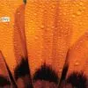 Orange Petals by Dawid Theron