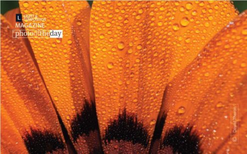 Orange Petals, by Dawid Theron - Macro Photography, Close-up Photography, Photography Awards, Photo of the Day, Award-Winning Photography