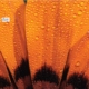 Orange Petals