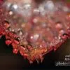 Rose Foliage, by Dawid Theron - Macro Photography, Close-up Photography, Nature Photography, Photo of the Day, Fine Art Photography
