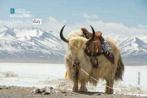 Portrait of a Yak by Shirren Lim