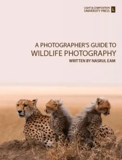 A Photographer’s Guide to Wildlife Photography