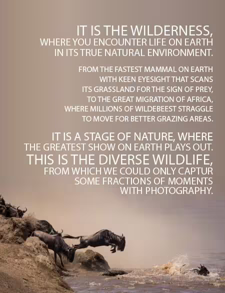 A Photographer's Guide to Wildlife Photography - Wildlife Photography, Photography Courses, Nature Photography, Photography Education, Online Photography Tutorials