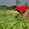Hands That Feed the Nation by Shahnaz Parvin