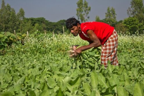 Hands That Feed the Nation by Shahnaz Parvin