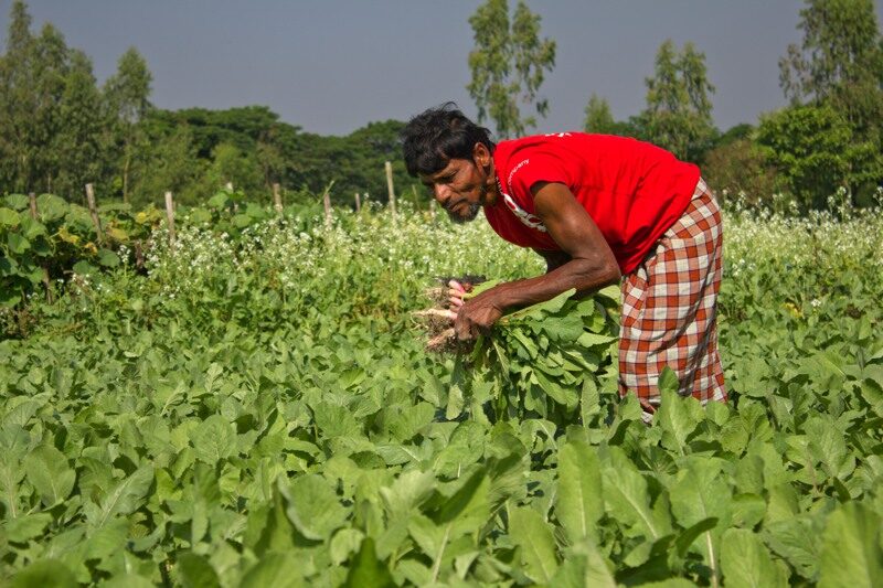 Hands That Feed the Nation by Shahnaz Parvin
