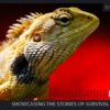 Illuminating Nature Volume Two - Wildlife Photography, Photojournalism, Nature Photography, Illuminating Nature,  Art Photography