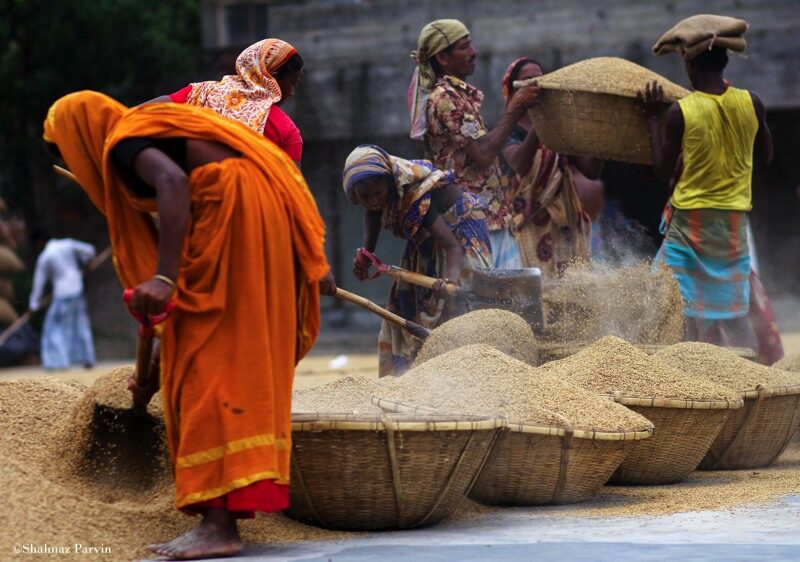 Keepers of the Golden Harvest by Shahnaz Parvin
