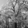Frozen, by Tisha Clinkenbeard - Nature Photography, Photography Awards, Photo of the Day, Art Photography, Photography Education