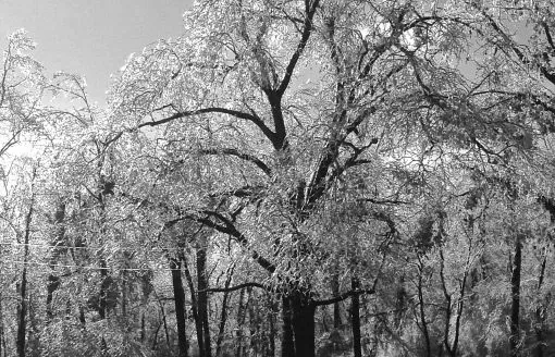 Frozen by Tisha Clinkenbeard