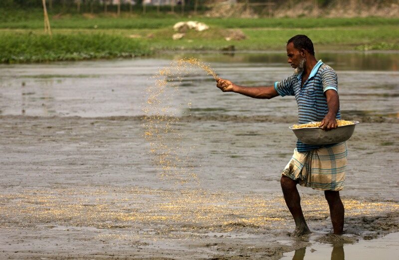 The Green Expanse of Rural Bengal by Shahnaz Parvin