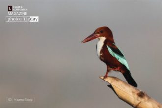 Standing on One Leg by Nazmul Shanji