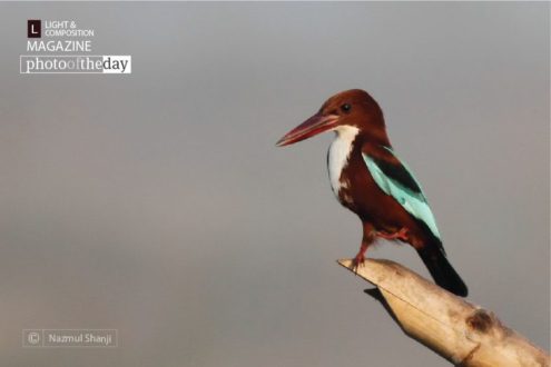 Standing on One Leg, by Nazmul Shanji - Wildlife Photography, Photojournalism, Nature Photography, Photography Awards, Light & Composition University