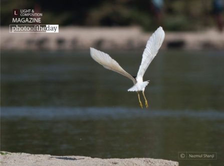 Take Off, by Nazmul Shanji - Wildlife Photography, Photojournalism, Nature Photography, Photography Awards, Online Photography Courses