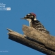 Acorn Woodpecker, by Laria Saunders