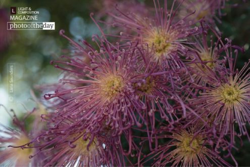 Sun Bursts, by Laria Saunders - Award Winning Photography, Photo of the Day, Color Photography, Fine Art Photography, Light & Composition University