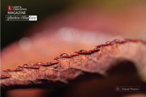 The Edge of a Rose’s Foliage by Dawid Theron - Macro Photography, Close-up Photography, Photo of the Day, Fine Art Photography, Photography Awards