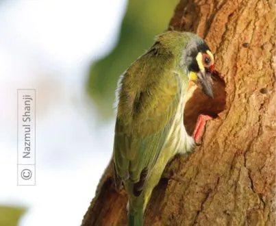 Busy with New Home by Nazmul Shanji