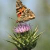 Painted Lady on Thistle, by Bawar Mohammad - Photography Awards, Nature Photography, Close-up Photography, Photojournalism, Art Photography