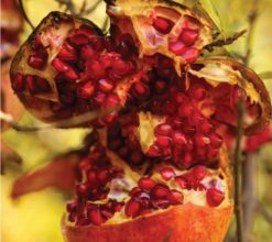 Pomegranate of Kurdistan by Bawar Mohammad