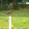 Irish Redbreast Robin, by Oscar Garcia - Wildlife Photography, Photo of the Day, Photography Award, Oscar Garcia, Bird Photography
