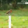Irish Redbreast Robin by Oscar Garcia