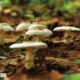 Nature Naturally, by Sanjoy Sengupta