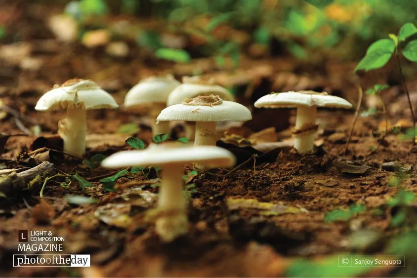 Nature Naturally, by Sanjoy Sengupta - Close-up Photography, Nature Photography, Photography Awards, Photo of the Day, Art Photography