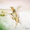 Lizard - the Hunter, by Joaquín Alonso Arellano Ramírez - Wildlife Photography, Macro Photography, Nature Photography, Photography Awards, Photo of the Day