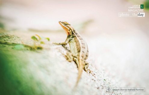 Lizard – the Hunter by Joaquín Alonso Arellano Ramírez