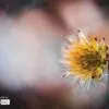 Its Space, by Joaquín Alonso Arellano Ramírez - Close-up Photography, Photography Awards, Photo of the Day, Art Photography, Macro Photography