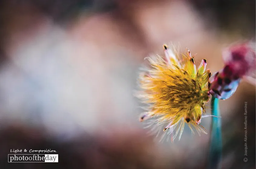 Photo of the Month — February 2015