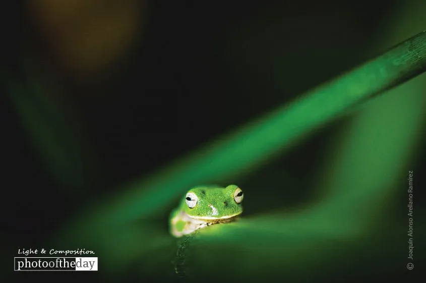 The Frog, by Joaquín Alonso Arellano Ramírez - Wildlife Photography, Macro Photography, Photo of the Day, Photography Awards, Nature Photography