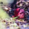 The Wonder Fruit, by Bawar Mohammad - Nature Photography, Photography Award, Photo of the Day, Award Winning Photography, Pomegranate Photography