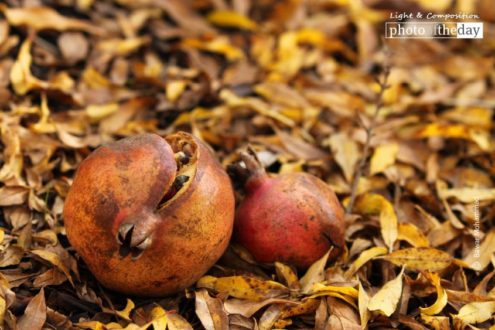 The Fruit of Love, by Bawar Mohammad - Close-up Photography, Photo of the Day, Photography Awards, Art Photography, Photojournalism