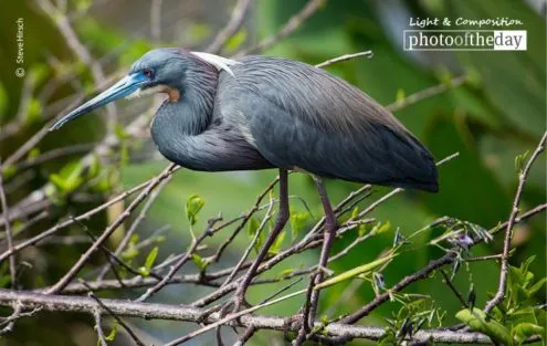Great Blue by Steve Hirsch