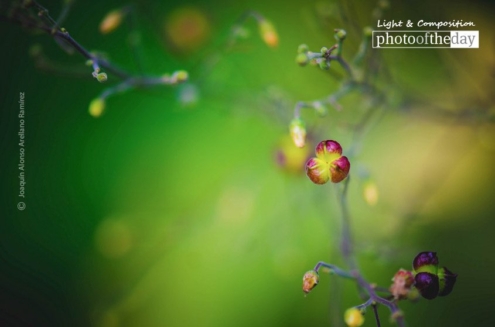 Colorful Space, by Joaquín Alonso Arellano Ramírez - Color Photography, Photo of the Day, Award Winning Photography, Photography Awards, Art Photography