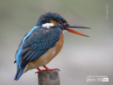 Animated, by Nirupam Roy - Wildlife Photography, Photo of the Day, Photography Awards, Art Photography, Photojournalism
