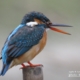 Animated, by Nirupam Roy