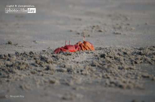 In the Pair-matching, by Nirupam Roy - Nature Photography, Photography Awards, Photo of the Day, Art Photography, Online Photography Courses