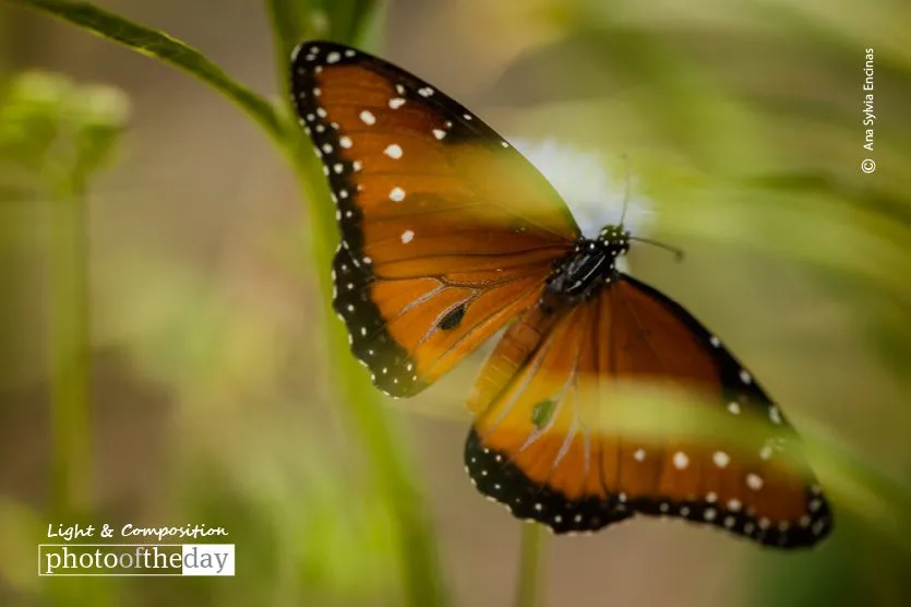 The Butterfly Effect, by Ana Sylvia Encinas - Close-up Photography, Photography Awards, Photo of the Day, Nature Photography, Art Photography