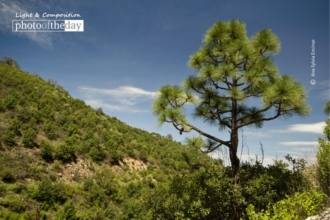 Not just Cacti in Sonora by Ana Sylvia Encinas