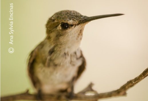 Hummingbird's Eye, by Ana Sylvia Encinas - Wildlife Photography, Photography Award, Hummingbird Photography, Nature Photography, Photo of the Day